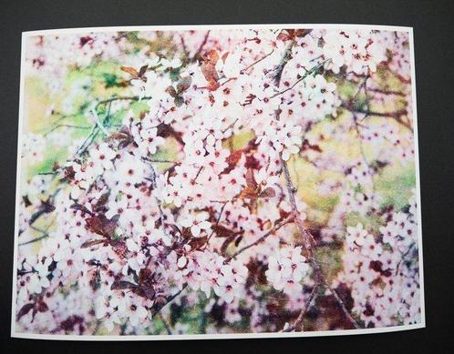 Viet Ha Tran - Romantic Sakura III, Antiek en Kunst, Kunst | Designobjecten