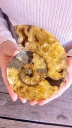 Ammoniet - Gefossiliseerd dier - Aioloceras (Cleoniceras), Verzamelen, Nieuw
