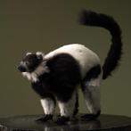 Black-and-white Ruffed Lemur Taxidermie volledige montage -, Nieuw