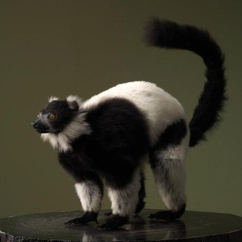 Black-and-white Ruffed Lemur Taxidermie volledige montage -, Verzamelen, Dierenverzamelingen