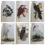 Siebold. - Fauna Japonica Aves [Atlas of Japanese Birds]