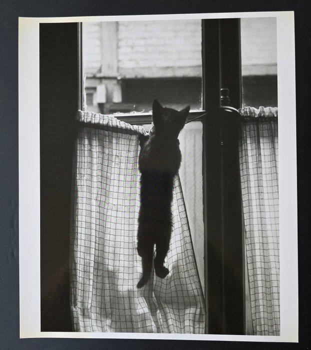 Willy Ronis (1910–2009) - Les Chats, Antiek en Kunst, Kunst | Designobjecten