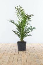 Canarische Dadelpalm Phoenix Canariensi Struik 100-125 Pot