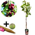 kersenboom Prunus avium Kordia + Pot 23cm, Tuin en Terras, Planten | Fruitbomen, Volle zon, Verzenden