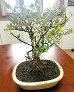 Olijf bonsai (Olea europaea) - Hoogte (boom): 38 cm - Diepte