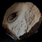 Trilobiet - Gefossiliseerd dier - Lioharpes