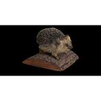 Egel Taxidermie volledige montage - Erinaceus Europaeus - 16, Verzamelen, Nieuw