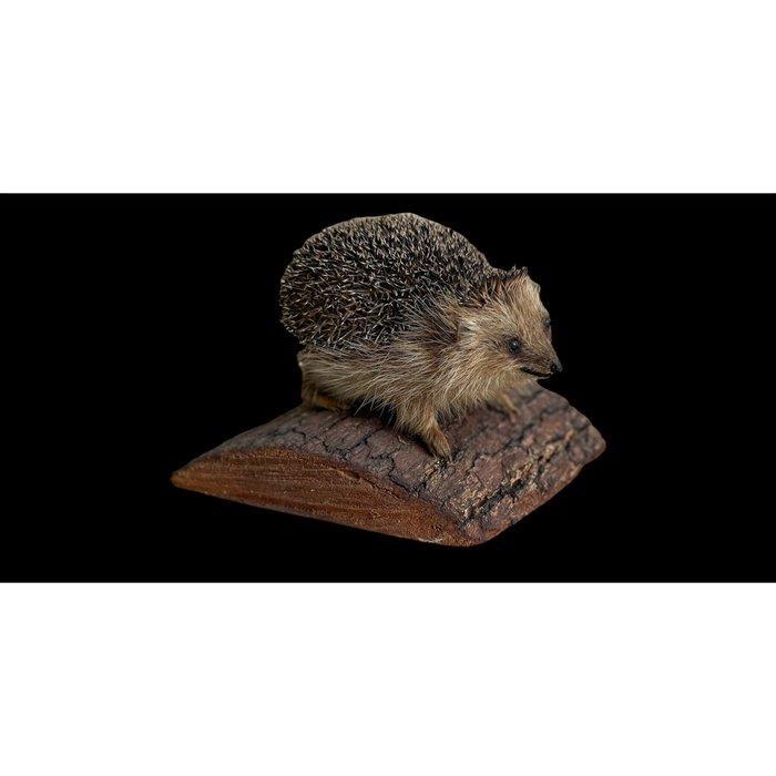 Egel Taxidermie volledige montage - Erinaceus Europaeus - 16, Verzamelen, Dierenverzamelingen