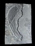 Prachtige en zeldzame exemplaren! - Gefossiliseerd dier -