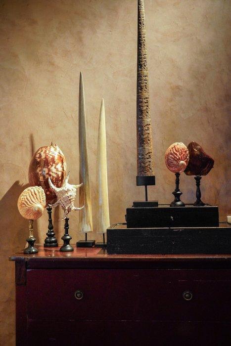 GEEN RESERVEPRIJS - Een zwaardvis-tand gemonteerd op een op, Antiek en Kunst, Kunst | Designobjecten