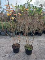 Viburnum opulus Roseum, Ophalen