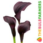 The Bulb Farmers - 10 x Calla Ebony Majesty - zwart, Bloembol, Verzenden