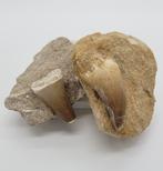 Fossiele Mosasaurustand in matrix, Verzamelen, Mineralen en Fossielen, Ophalen of Verzenden