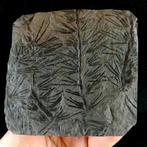 Fossiele plant met uitzonderlijke preservatie!! -