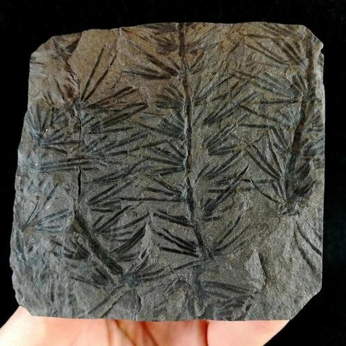 Fossiele plant met uitzonderlijke preservatie!! -, Verzamelen, Mineralen en Fossielen