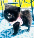 Knappe pomeranian pomeriaan pups , ouders aanwezig, Parvo, Keeshond, 8 tot 15 weken, Meerdere