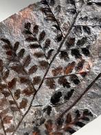 Oogverblindende fossiele varen - Gefossiliseerde plant -