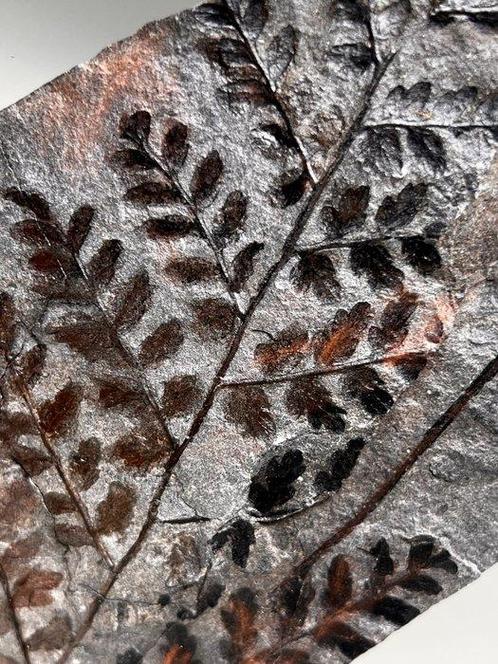 Oogverblindende fossiele varen - Gefossiliseerde plant -, Verzamelen, Mineralen en Fossielen