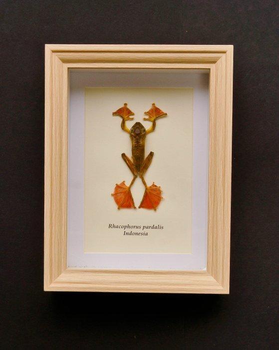 Kikker Taxidermie volledige montage - Rhacophorus pardalis -
