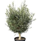 Olijfboom - bol op dikke stam - Omtrek: 40-50 cm | Hoogte: 1, Tuin en Terras, Planten | Bomen, Ophalen of Verzenden