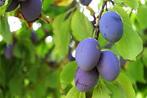 Pruimenboom Bleue de Belgique, Verzenden, Volle zon