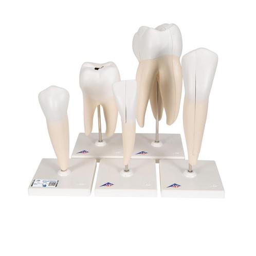 Anatomie modellen tanden, 5 stuks, Sport en Fitness, Massageproducten