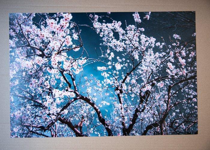 Viet Ha Tran - Sakura season II, Antiek en Kunst, Kunst | Designobjecten