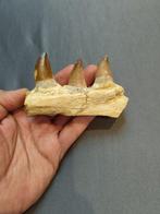 Mosasaurus - Fossiele tanden - mosasaurus - 7 cm - 11 cm