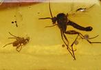 Baltisch amber - met gedetailleerde Aculeata, gedetailleerde