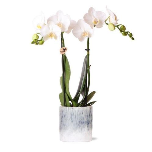 Kolibri Orchids | witte Phalaenopsis orchidee – Amabilis + S, Huis en Inrichting, Woonaccessoires | Wanddecoraties, Nieuw, Verzenden
