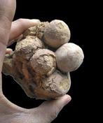 Zeldzaam Schildpad Ei Fossiel uit het Dinosaurustijdperk -, Verzamelen, Mineralen en Fossielen