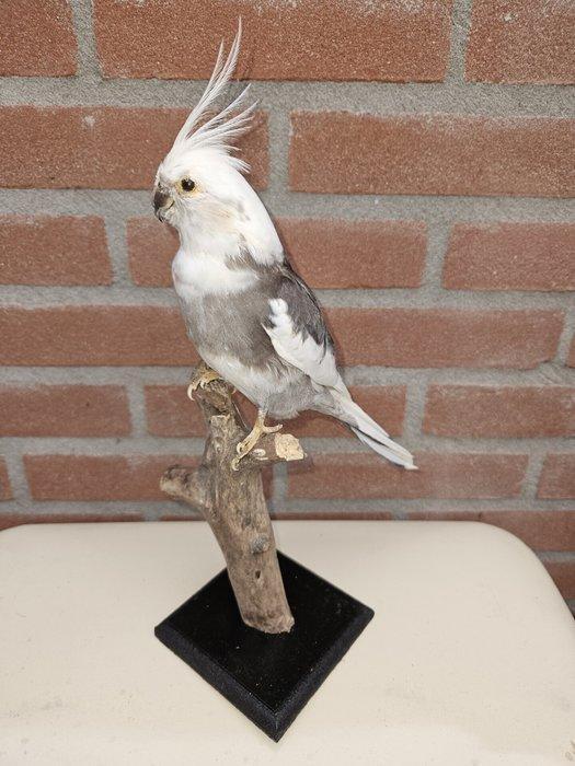 Valkparkiet Taxidermie volledige montage - Nymphicus, Verzamelen, Dierenverzamelingen