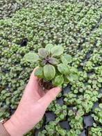 Lobelia Cardinalis (Aquariumplanten, Aquarium producten), Dieren en Toebehoren, Vissen | Aquaria en Toebehoren, Verzenden, Nieuw