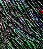 Maria Ruisi - Unique artwork-Lifetime guarantee