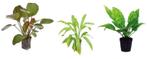 Echinodorus Mix 3 potten, Dieren en Toebehoren, Vissen | Aquaria en Toebehoren, Nieuw, Ophalen of Verzenden