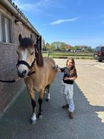 Mooie brave welsh kinderpony - B pony - locatie Den helder, Dieren en Toebehoren, B, Ruin, B pony (1.17m tot 1.27m), 11 jaar of ouder