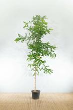 Robinia pseudoacacia Nyirségi hoogstam