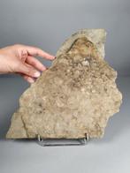 Oud organisme - Fossiel fragment - Nemiana simplex - 34 cm -