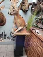 Red Kangaroo Half-body Pedestal Mount - Taxidermie, Verzamelen, Dierenverzamelingen, Nieuw