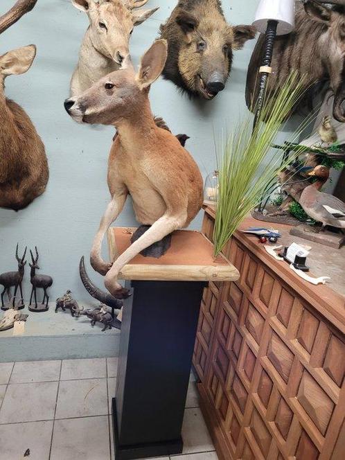 Red Kangaroo Half-body Pedestal Mount - Taxidermie, Verzamelen, Dierenverzamelingen