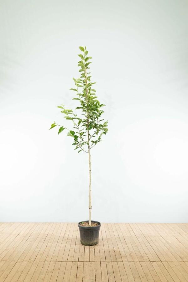 Magnolia kobus hoogstam, Tuin en Terras, Planten | Tuinplanten