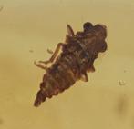 Birmese barnsteen - Fossiele cabochon - with a Detailed