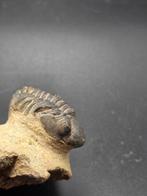 Trilobiet - Gefossiliseerd dier - Redoops cephalotes - 4.5, Verzamelen