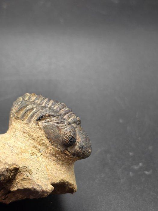 Trilobiet - Gefossiliseerd dier - Redoops cephalotes - 4.5, Verzamelen, Mineralen en Fossielen