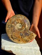 Grote ammoniet - Gefossiliseerde schelp - Aioloceras, Verzamelen