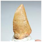 Dinosaurus - Fossiele tand - Nicely Preserved Serrated
