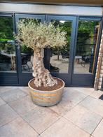 Unieke Houten Kuipen; Bloembakken Olijfboom | Fruitboom |, Ophalen of Verzenden, Nieuw, Rond, Balkon