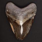 Megalodon-tand - Fossiele tand - Carcharocles Megalodon -, Verzamelen, Dierenverzamelingen, Nieuw
