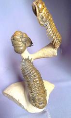 Trilobiet - Gefossiliseerd dier - Crotalocephalus gibbus &