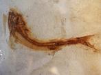 Vis - Gefossiliseerd dier - Lycoptera - 11 cm (Zonder, Verzamelen, Mineralen en Fossielen